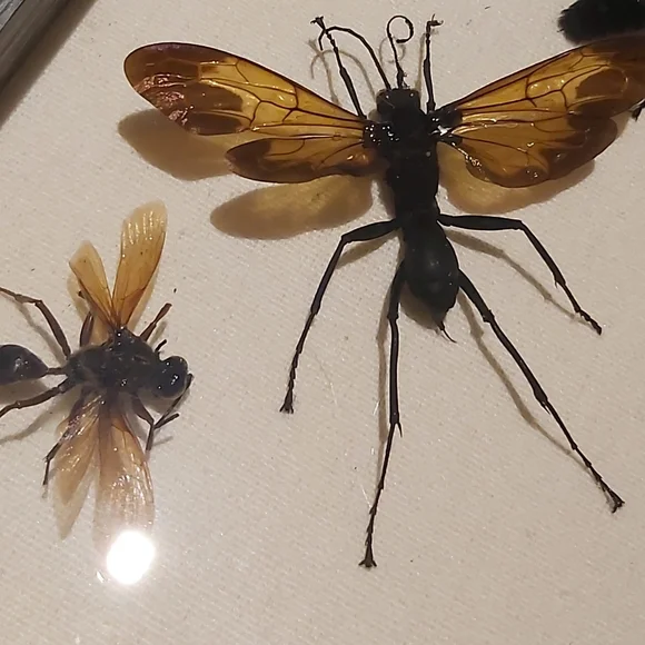 Framed Insect Display with Gray Frame - Picture 5 of 5